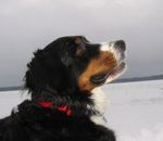 sennenhund